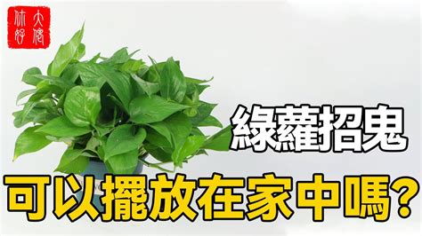 綠蘿招鬼|綠蘿會招鬼嗎？一顆綠蘿七個鬼是什麼意思？